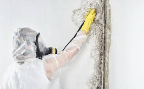 Best Dehumidification Services in Senatobia, MS